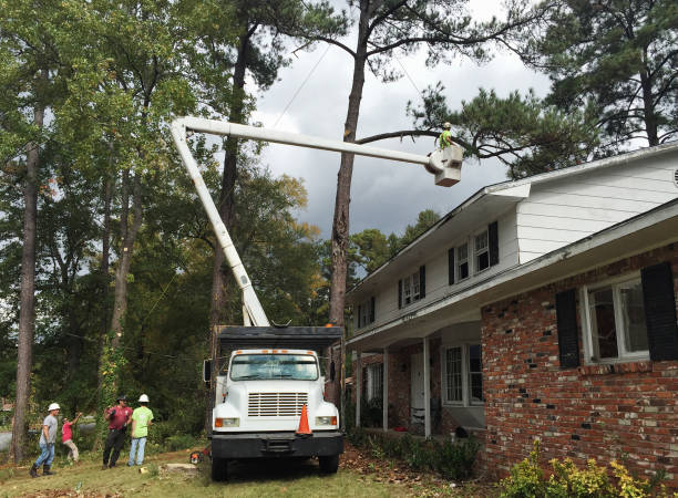 Best Tree Cabling and Bracing  in Morgantown, PA