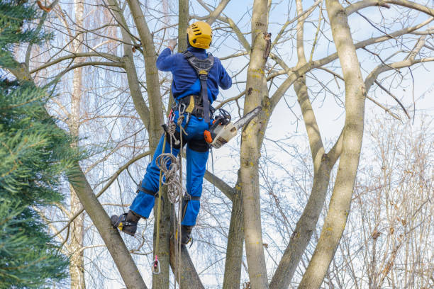 Best Arborist Consultation Services  in Morgantown, PA